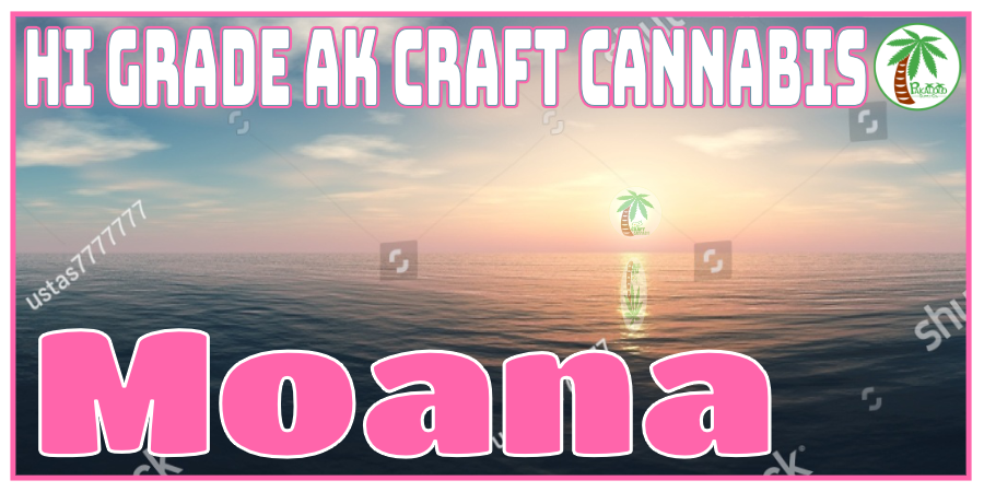 Moana sticker